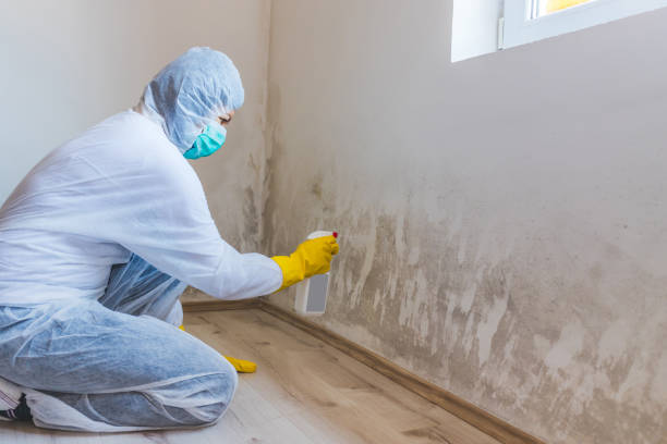 Best Attic Mold Removal  in Fairfax, VA