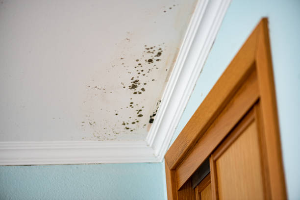 Trusted Fairfax, VA Mold Removal Experts