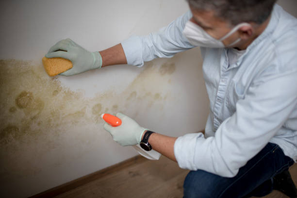 Best Toxic Mold Removal  in Fairfax, VA