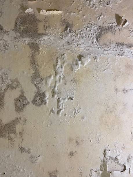 Best Fast Mold Removal  in Fairfax, VA