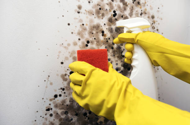 Best Certified Mold Removal  in Fairfax, VA