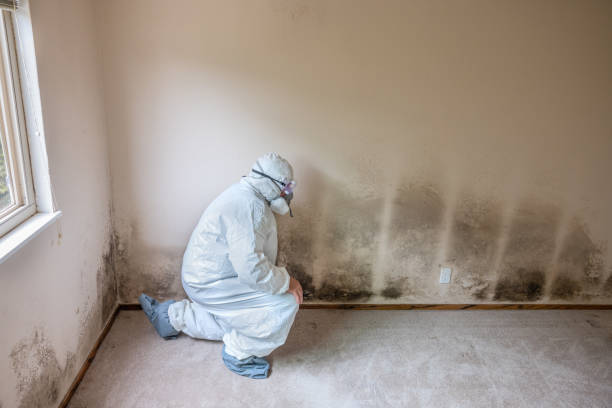 Best Mold Cleaning Services  in Fairfax, VA