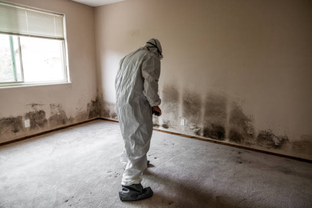 Best Local Mold Removal Service  in Fairfax, VA