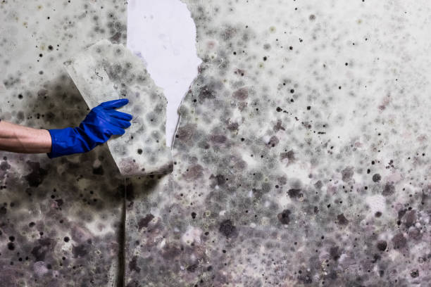 Mold Removal and Inspection in Fairfax, VA