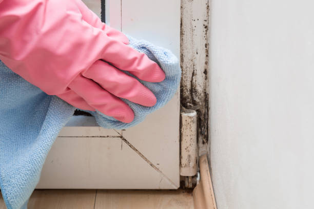 Best Same-Day Mold Removal  in Fairfax, VA