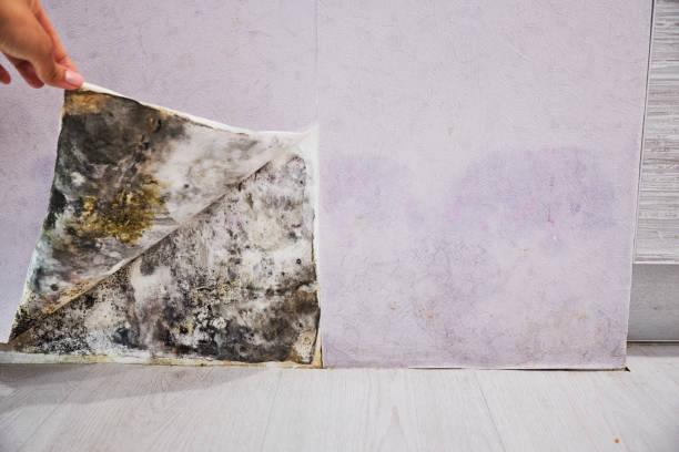 Best Professional Mold Removal  in Fairfax, VA